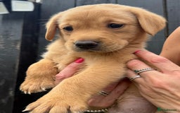 Labrador Retriever dogs for sale: Beautiful fox red Labrador pups - Image 11