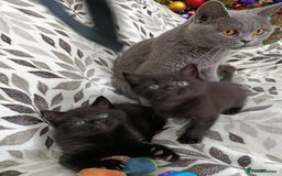 British Shorthair cats for sale: Beautiful kittens - Image 1