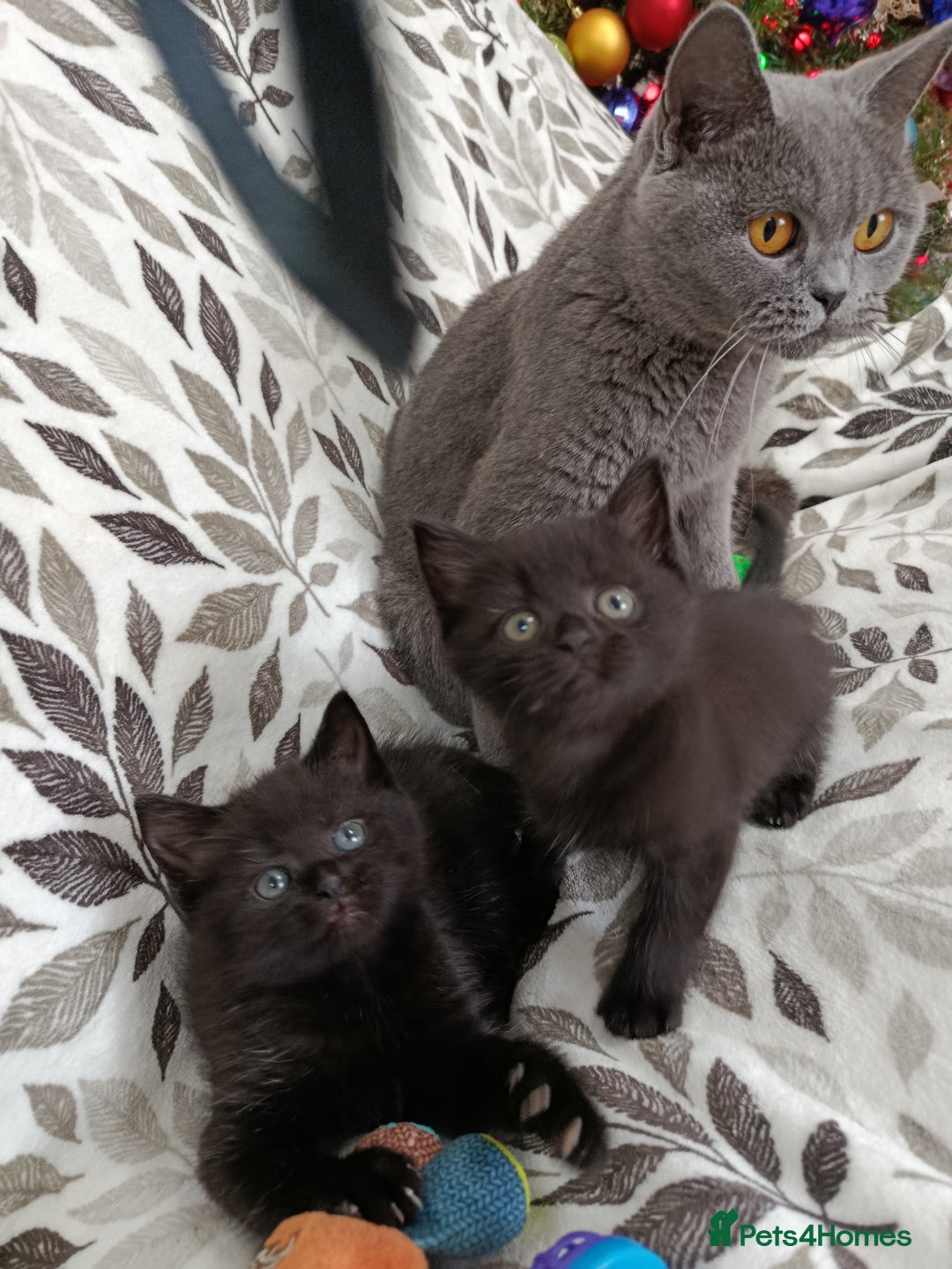 British Shorthair cats for sale: Beautiful kittens - Image 1