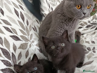 British Shorthair cats for sale - Advert 1