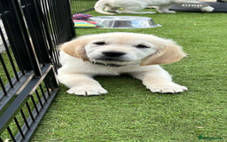Golden Retriever dogs for sale: 🏆 Kc reg puppies health tested parents 🏆 - Image 1