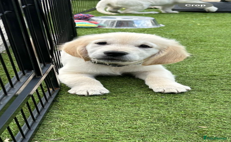 Golden Retriever dogs - Advert 7
