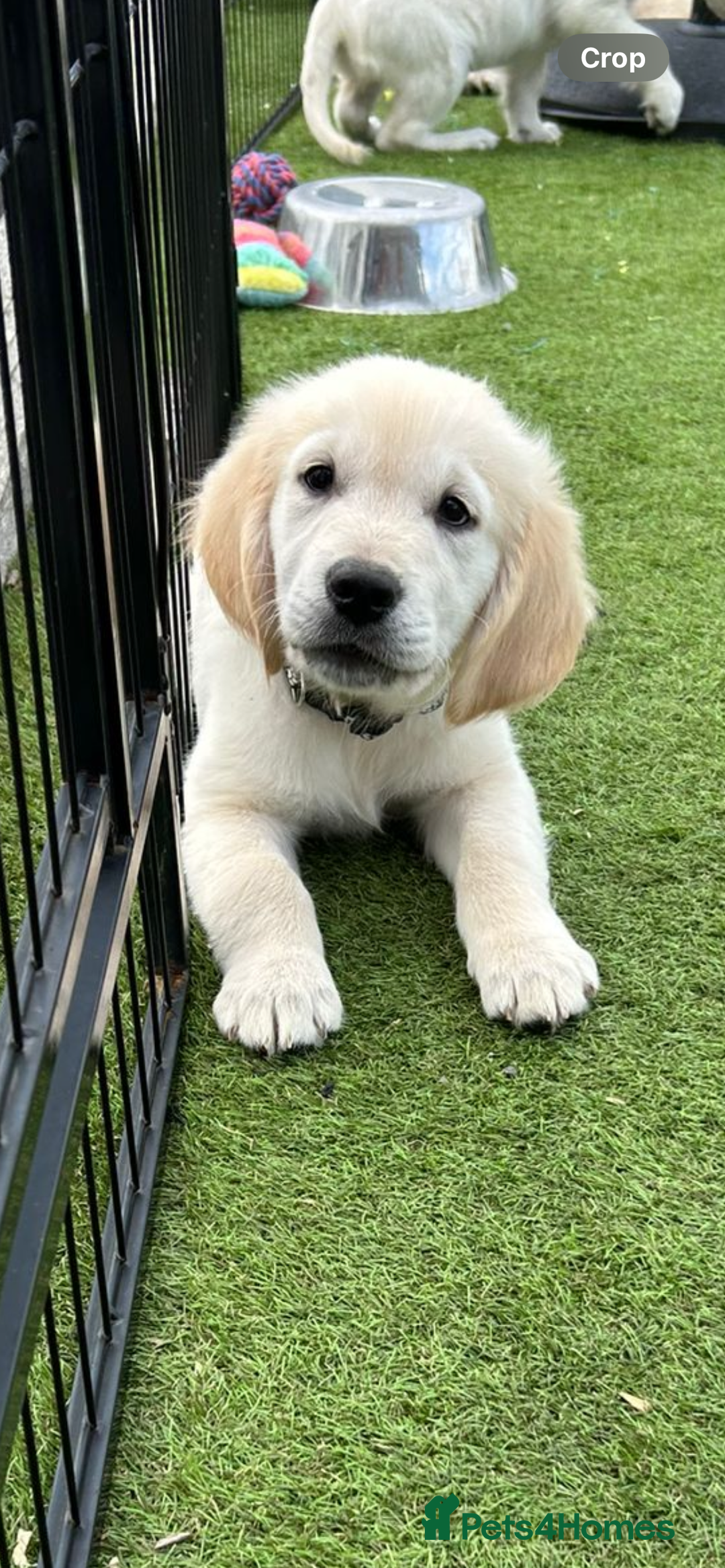 Golden Retriever dogs for sale: 🏆 Kc reg puppies health tested parents 🏆 - Image 1