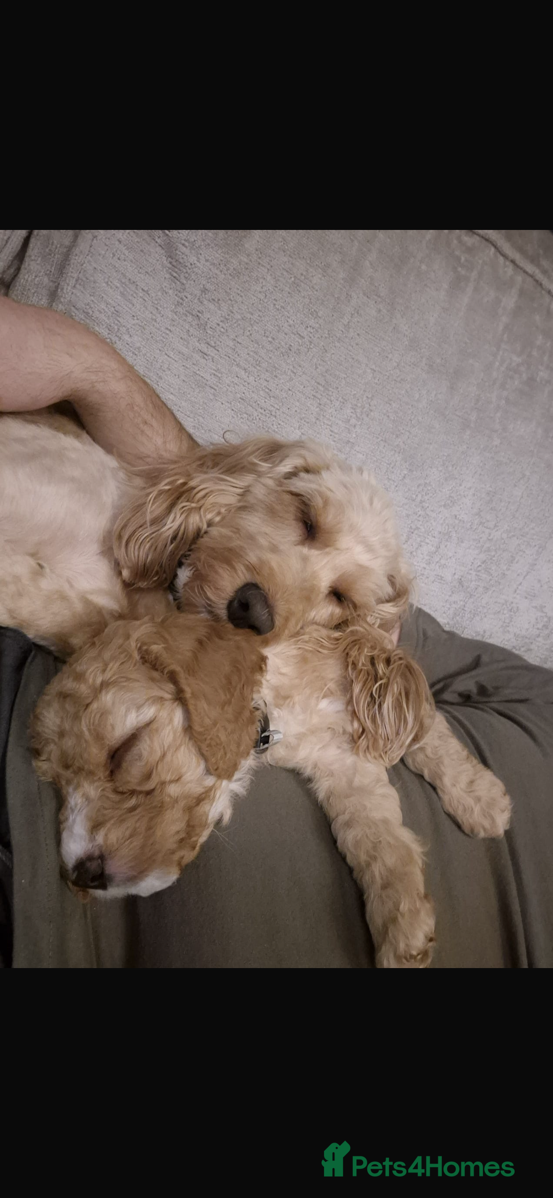 Cockapoo dogs for sale: F2 cockapoo puppies available  - Advert 15