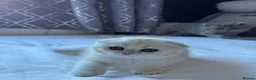 Scottish Fold cats for sale: CHINCHILLA SCOTTISH FOLD KITTEN ELEGANT & PLAYFUL  - Advert 25