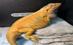 Dragon reptiles for sale: Hypo trans citrus tiger leatherback bearded dragon - Image 3