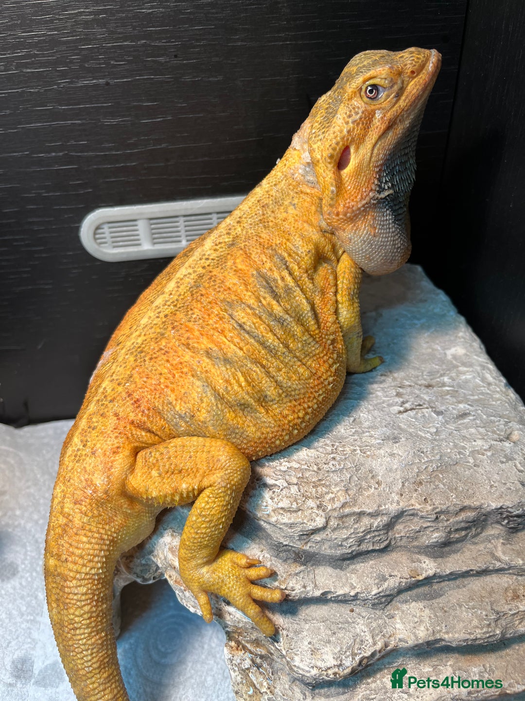 Dragon reptiles for sale: Hypo trans citrus tiger leatherback bearded dragon - Image 3