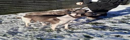 Whippet dogs for sale: Beautiful whippet puppies  - Advert 14