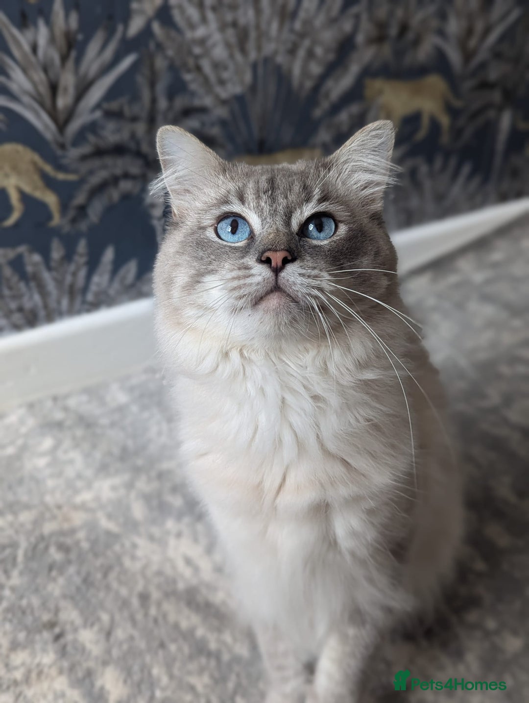 Ragdoll cats for stud: Ragdoll Stud  in Manchester - Image 26