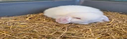 Mini Lop rabbits for sale: I have 1 lovely white mini lop.ear bunny - Advert 2