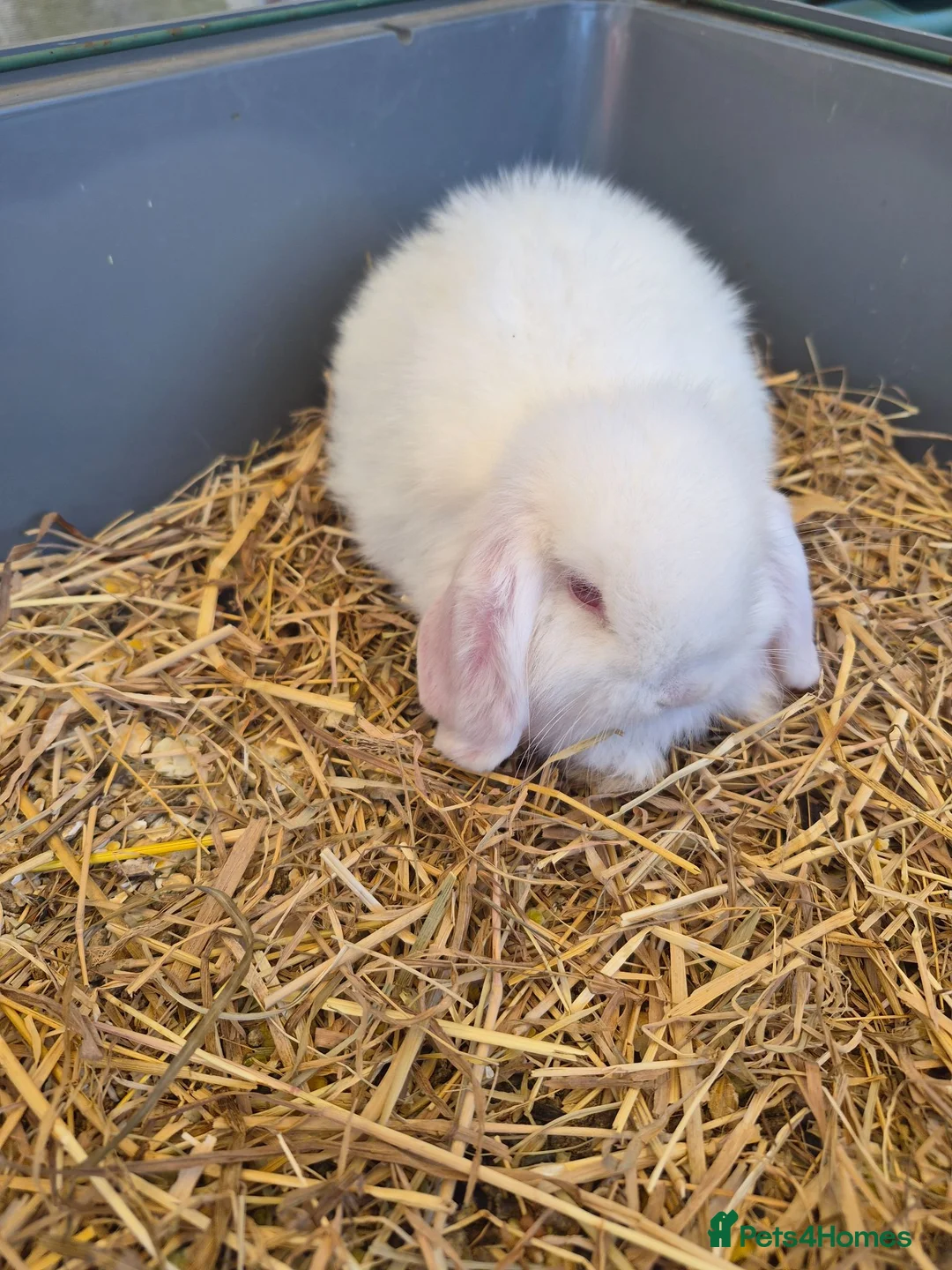 Mini Lop rabbits for sale: I have 1 lovely white mini lop.ear bunny - Advert 2