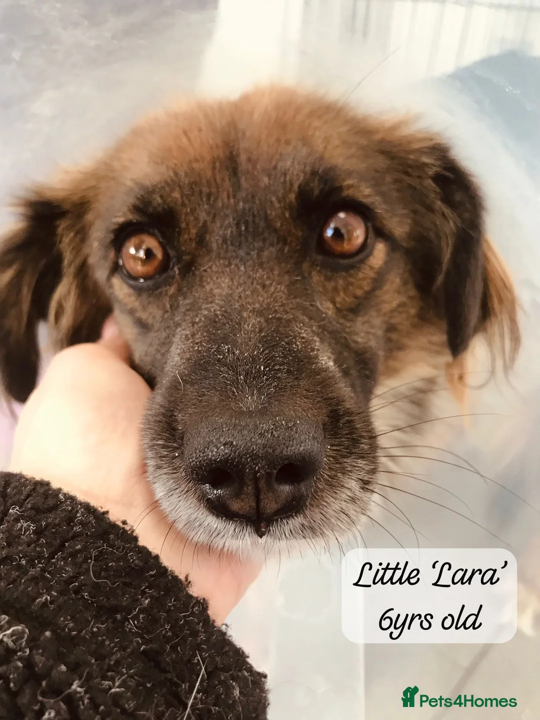 Mixed Breed dogs for adoption: Lara, 6 yrs old approx. Available for adoption. - Advert 2
