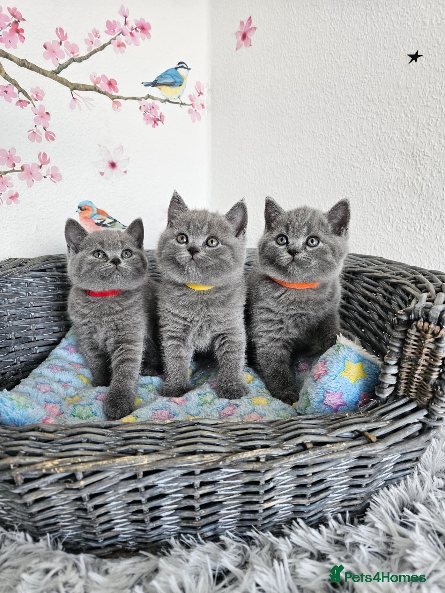 British Shorthair cats British Shorthair Kittens  - Advert 1