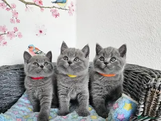 British Shorthair cats British Shorthair Kittens - Advert 1