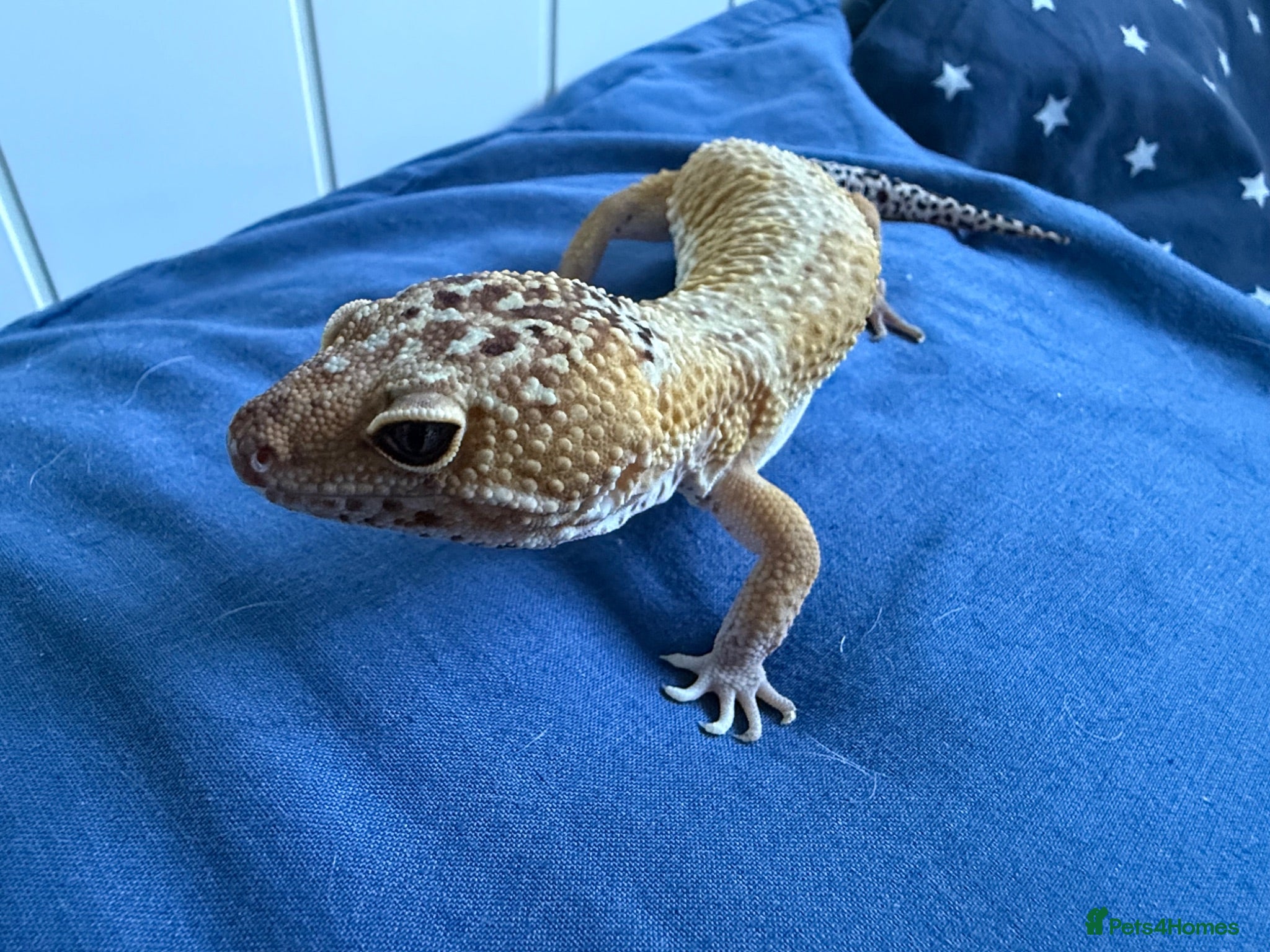 Leopard Gecko reptiles Leopard Gecko including 3ft enclosure  - Advert 9