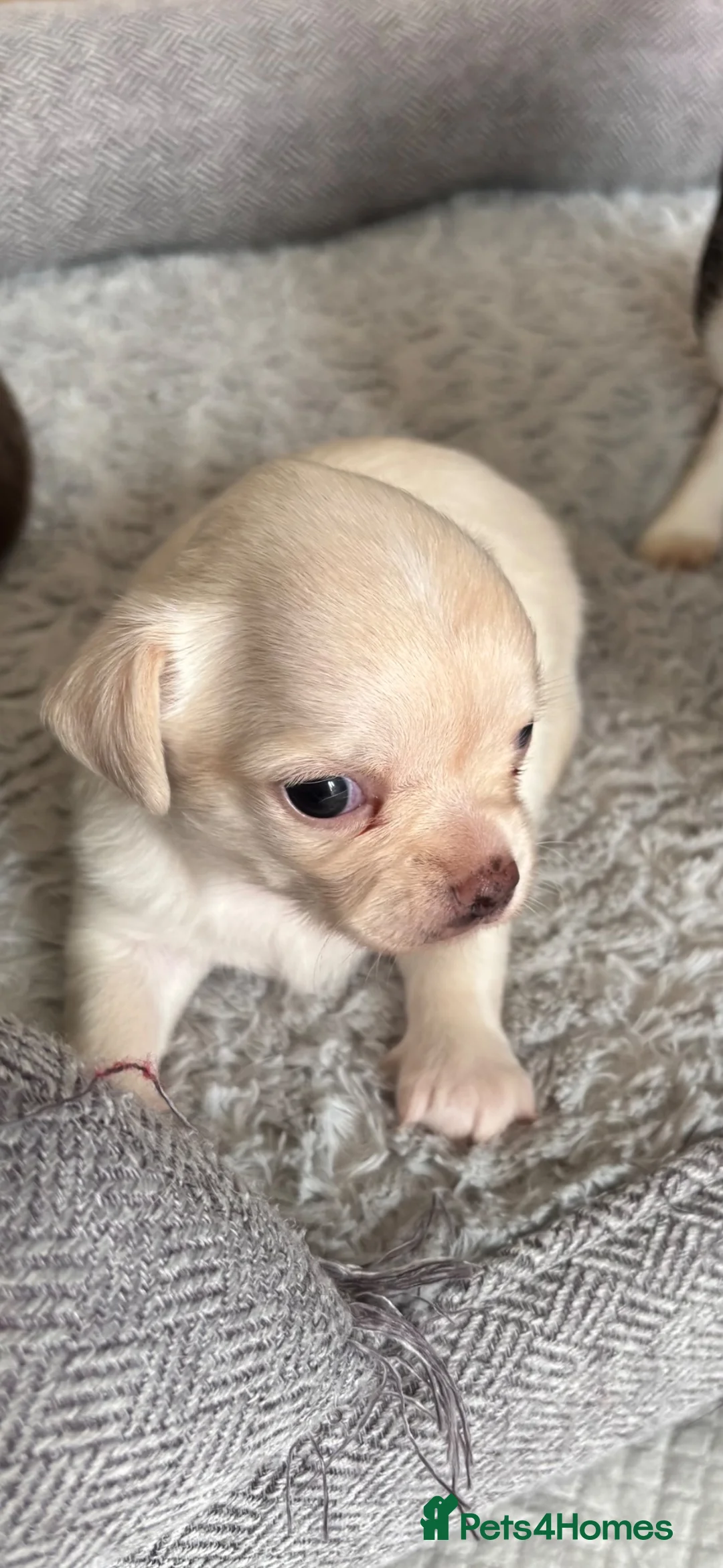 Chihuahua dogs for sale: 2 stunning  boy chihuahuas  - Advert 8