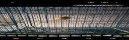 Canaries birds for sale: Two Lovely Canaries Looking for a New Home - Advert 8