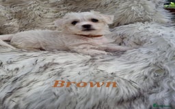 Zuchon dogs for sale: Bichon Frise puppy for sale  - Image 6