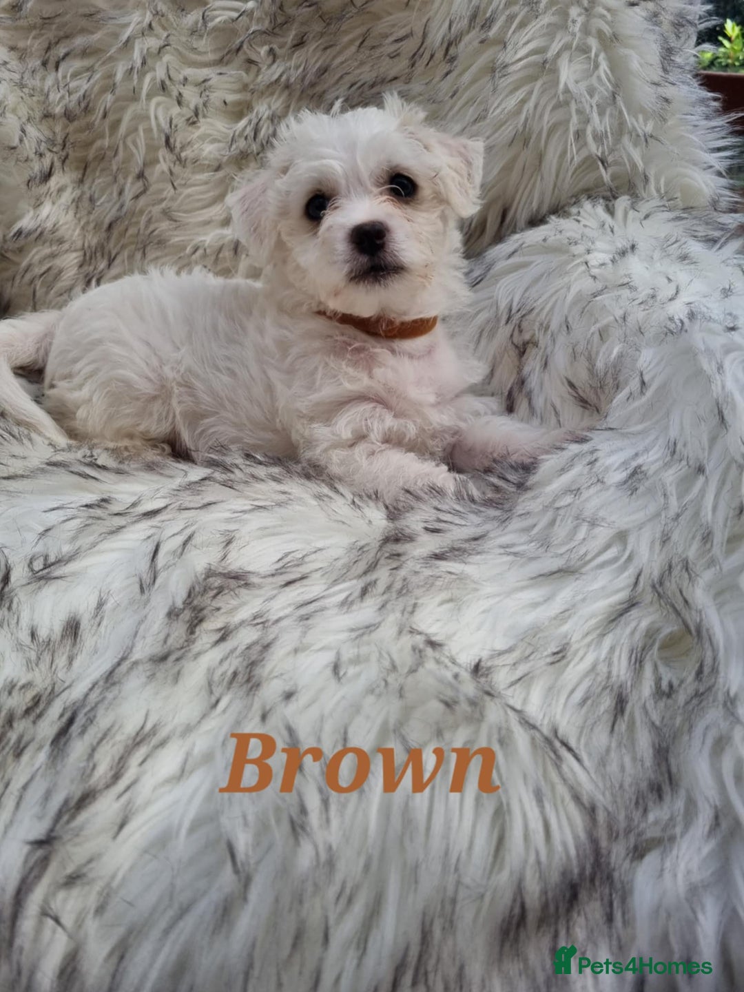 Zuchon dogs for sale: Bichon Frise puppy for sale  - Image 6