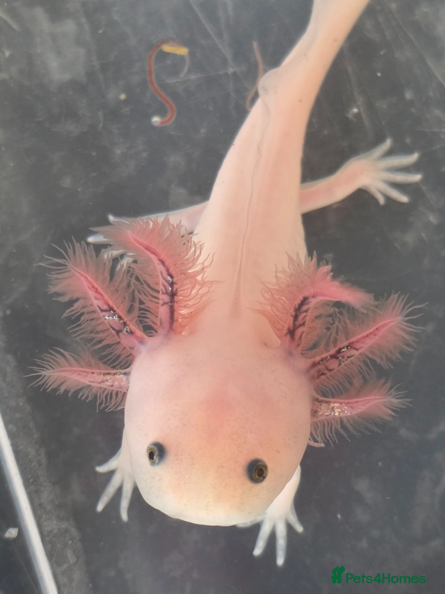Axolotl reptiles Juvenile Axolotls  - Advert 1