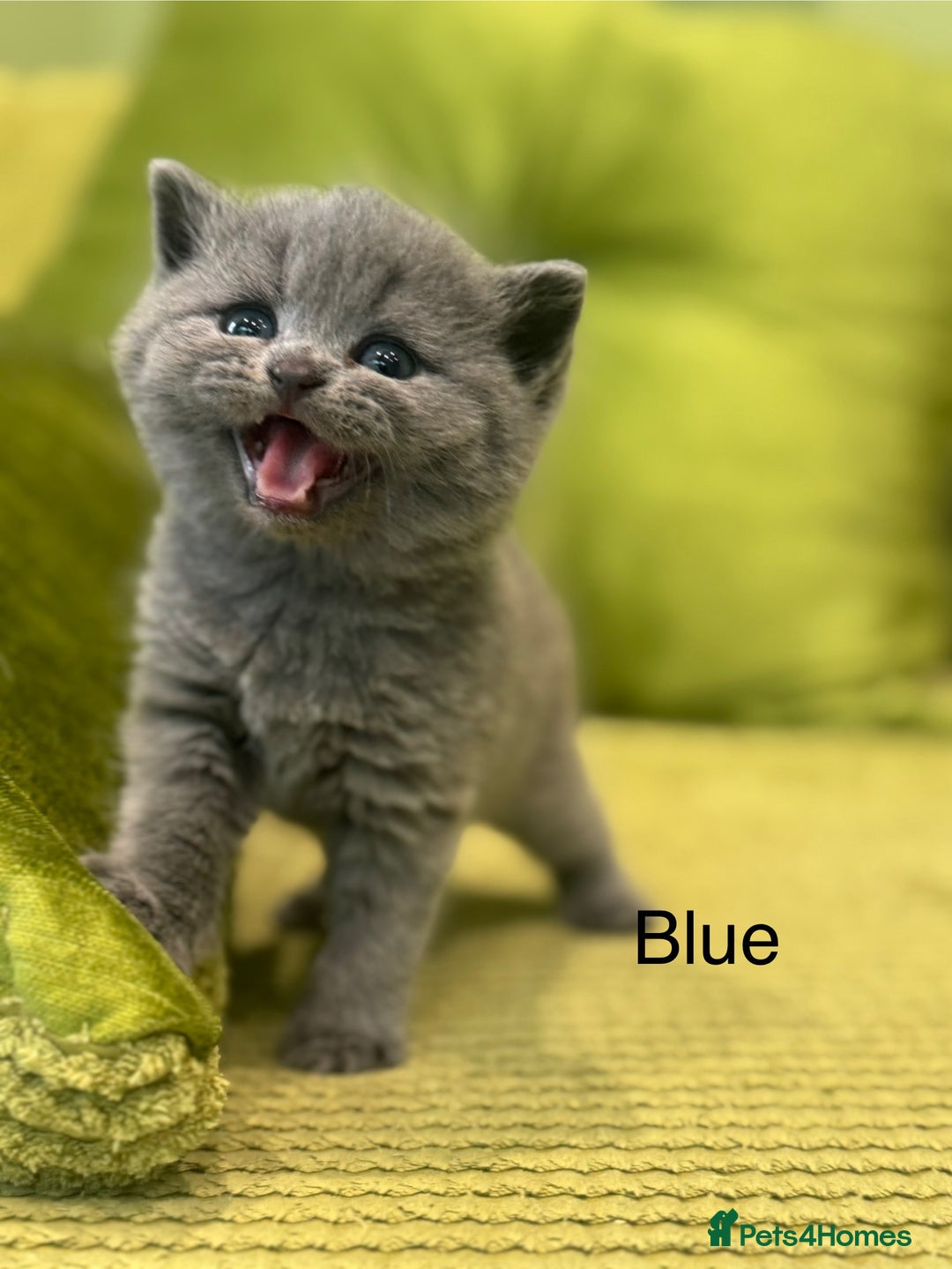 British Shorthair cats for sale: British short hair / Scottish striaght  - Image 20