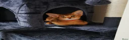 Abyssinian cats for sale: Beautiful Abyssinian Kitten ready for reservation  - Advert 10