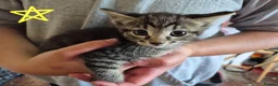 Mixed Breed cats for sale: 7 kittens looking for new loving homes - Advert 3