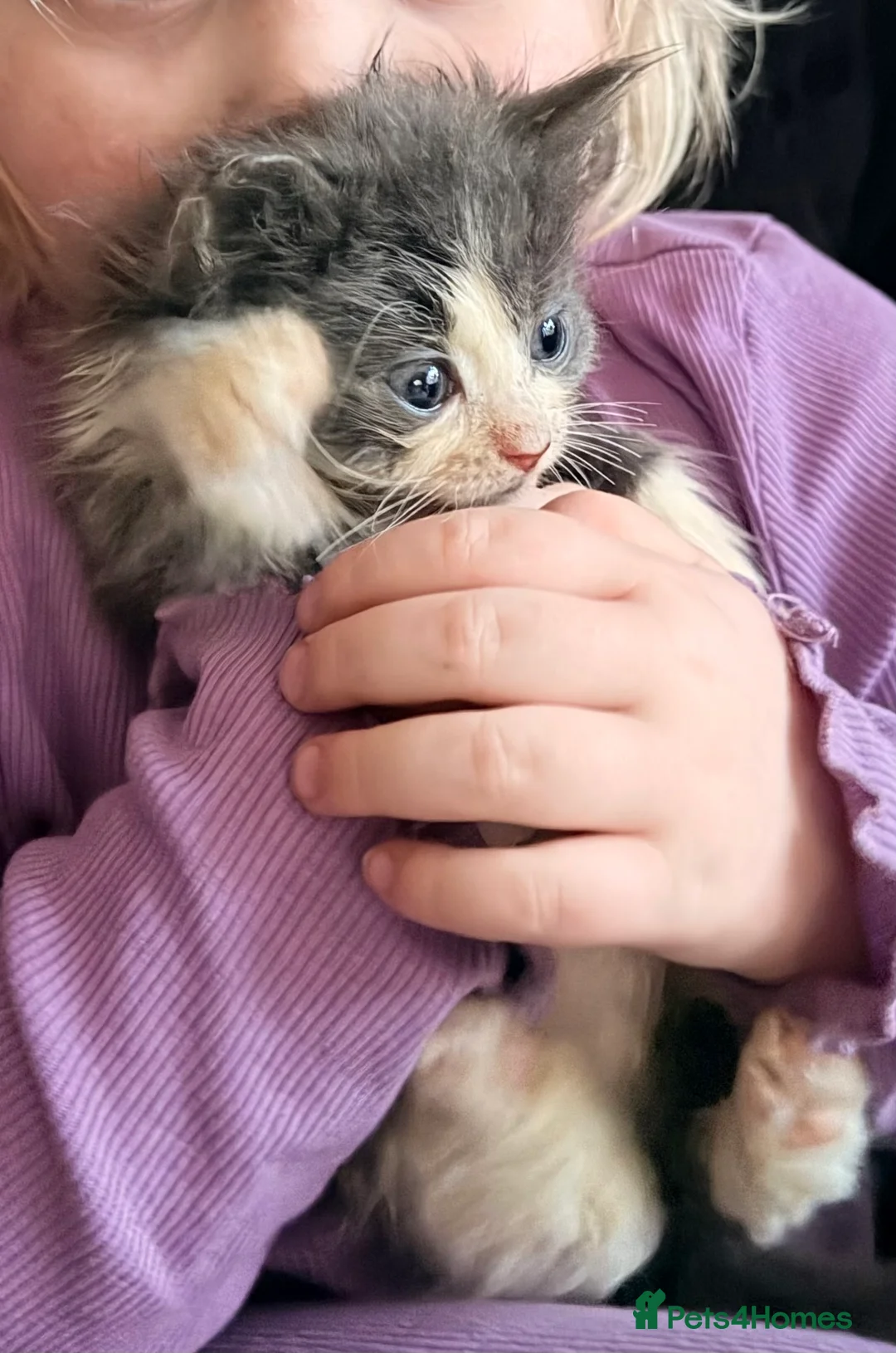 Mixed Breed cats for sale: Grey and white longhaired ragdoll x kitten  - Advert 2