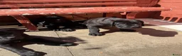 Cane Corso dogs for sale: Cane Corso for Sale- 4 girls&1Boy - Advert 4