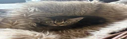 Mixed Breed cats for sale: Beautiful tabby and ghost tabby kittens  - Advert 4