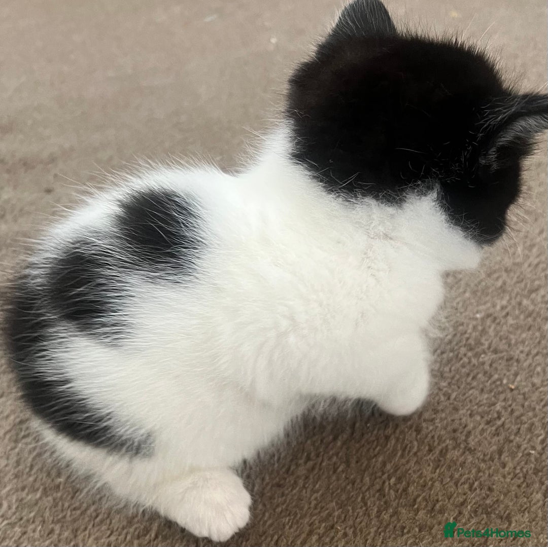 Mixed Breed cats for sale: A Surprise Litter. Dot’s first and last!  - Advert 29