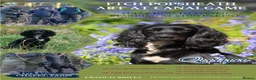 Cocker Spaniel dogs for stud: FTCH Popsheath Art in Ashford - Advert 2