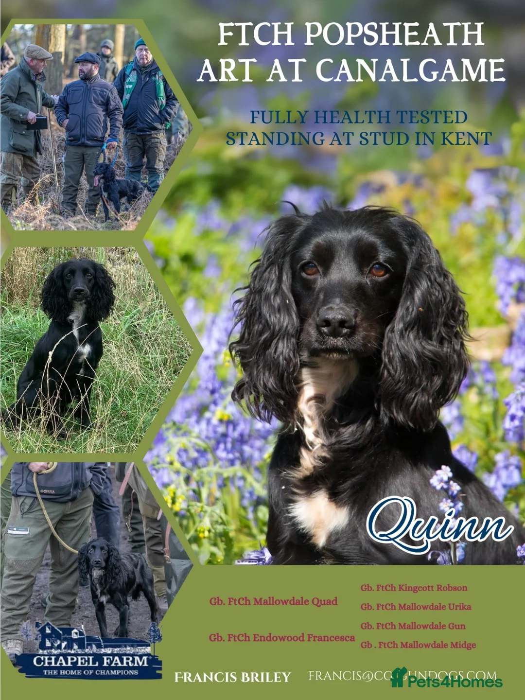 Cocker Spaniel dogs for stud: FTCH Popsheath Art in Ashford - Advert 2