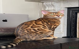 Bengal cats for sale: Top quality pure breed bangal kittens available  - Image 23