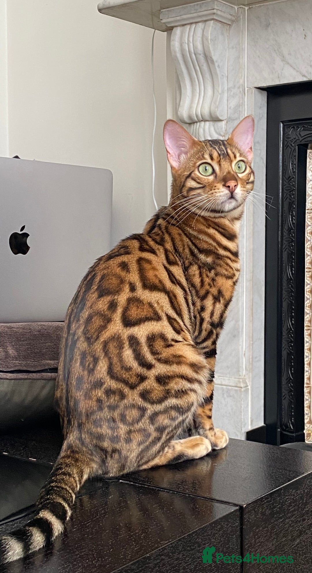 Bengal cats for sale: Top quality pure breed bangal kittens available  - Image 23