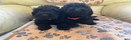 Schnoodle dogs for sale: F1 miniature schnoodles  - Advert 5