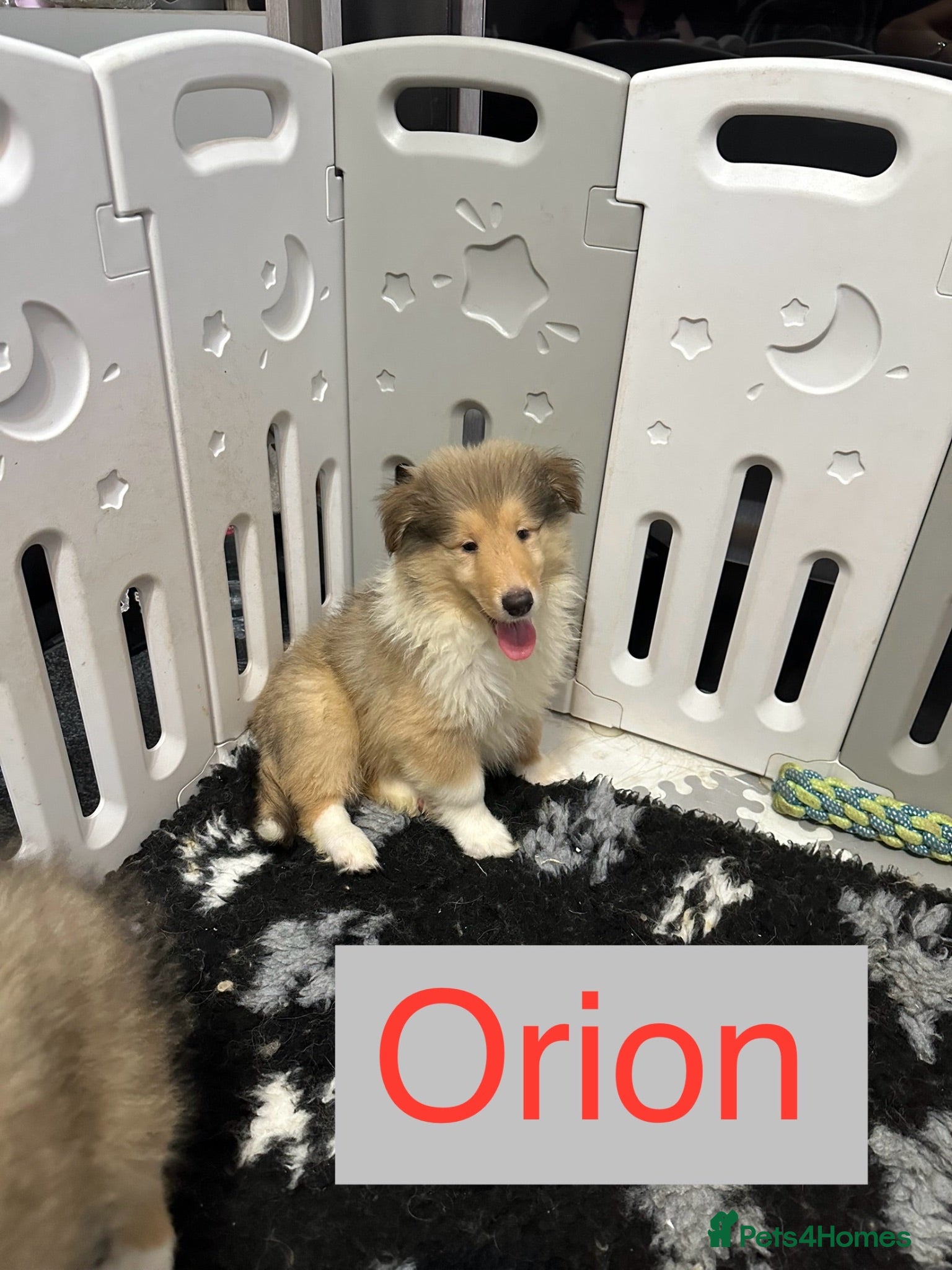 Rough Collie dogs 2 Male KC Rough Collie Puppies Sable & White - Advert 1