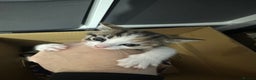 Mixed Breed cats for sale: Four Lovely mixed breed Kittens  - Advert 4