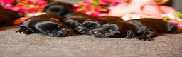 Labrador Retriever dogs for sale: Beautiful Soft Natured Black Labradors KC Reg - Advert 8
