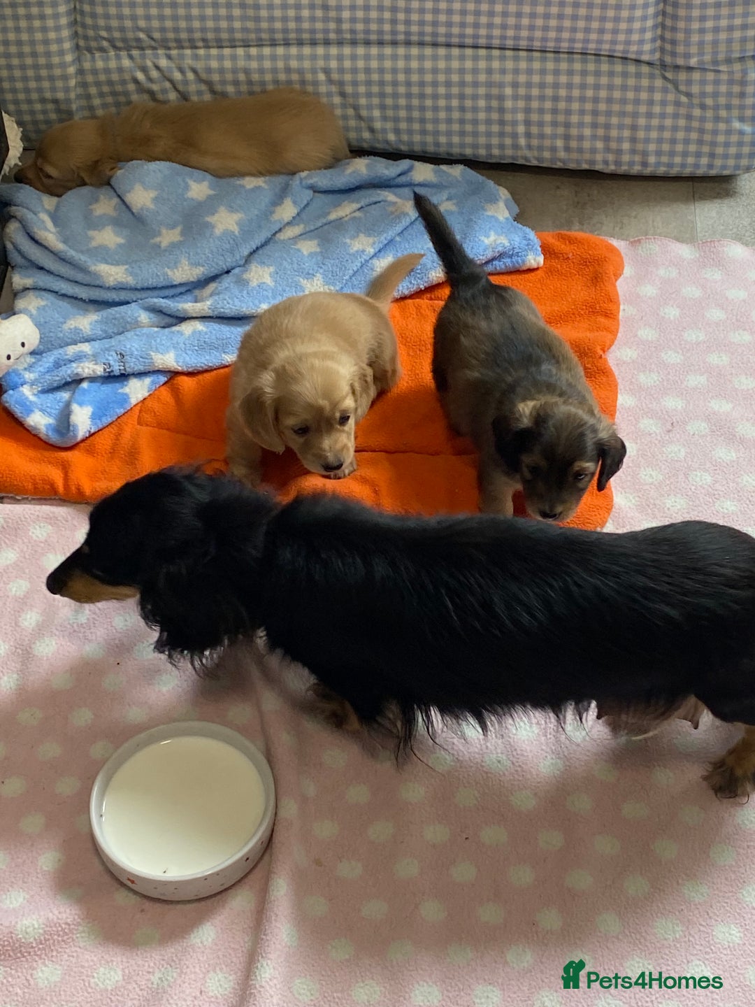 Miniature Dachshund dogs for sale: English Cream Mini Long Haired Dachshund  - Image 8