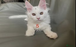 Maine Coon cats for sale: TICA Russian Maine Coons - Image 6