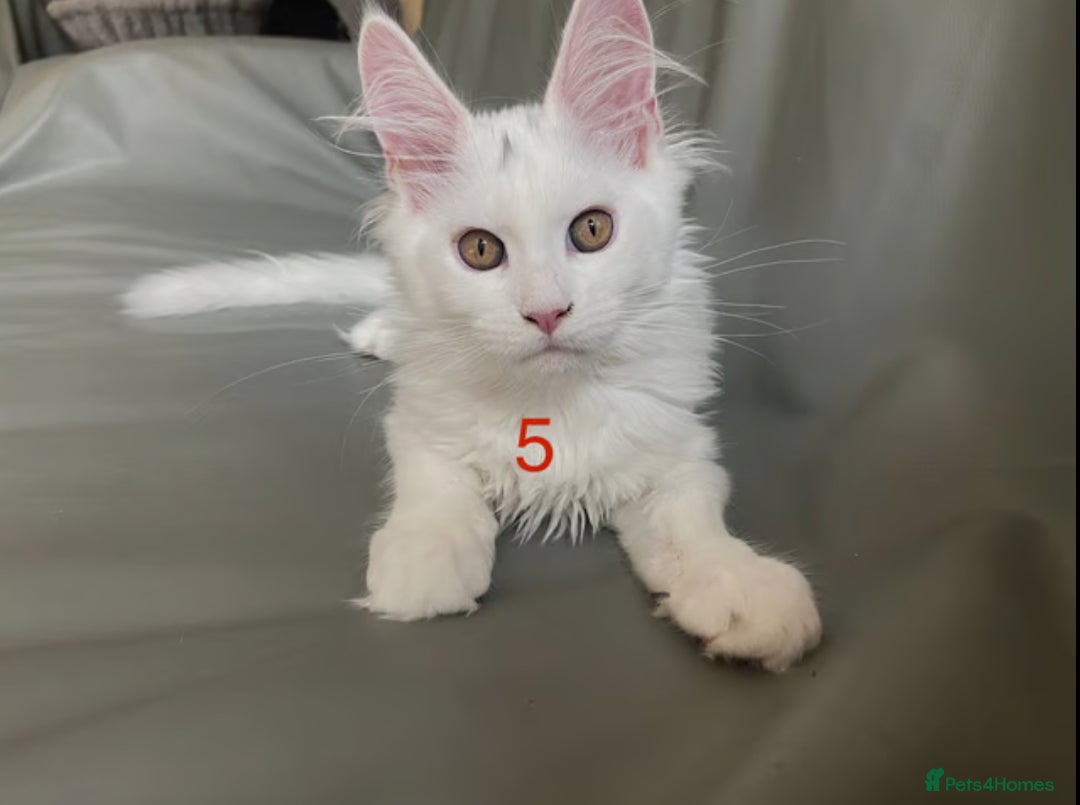 Maine Coon cats for sale: TICA Russian Maine Coons - Image 6