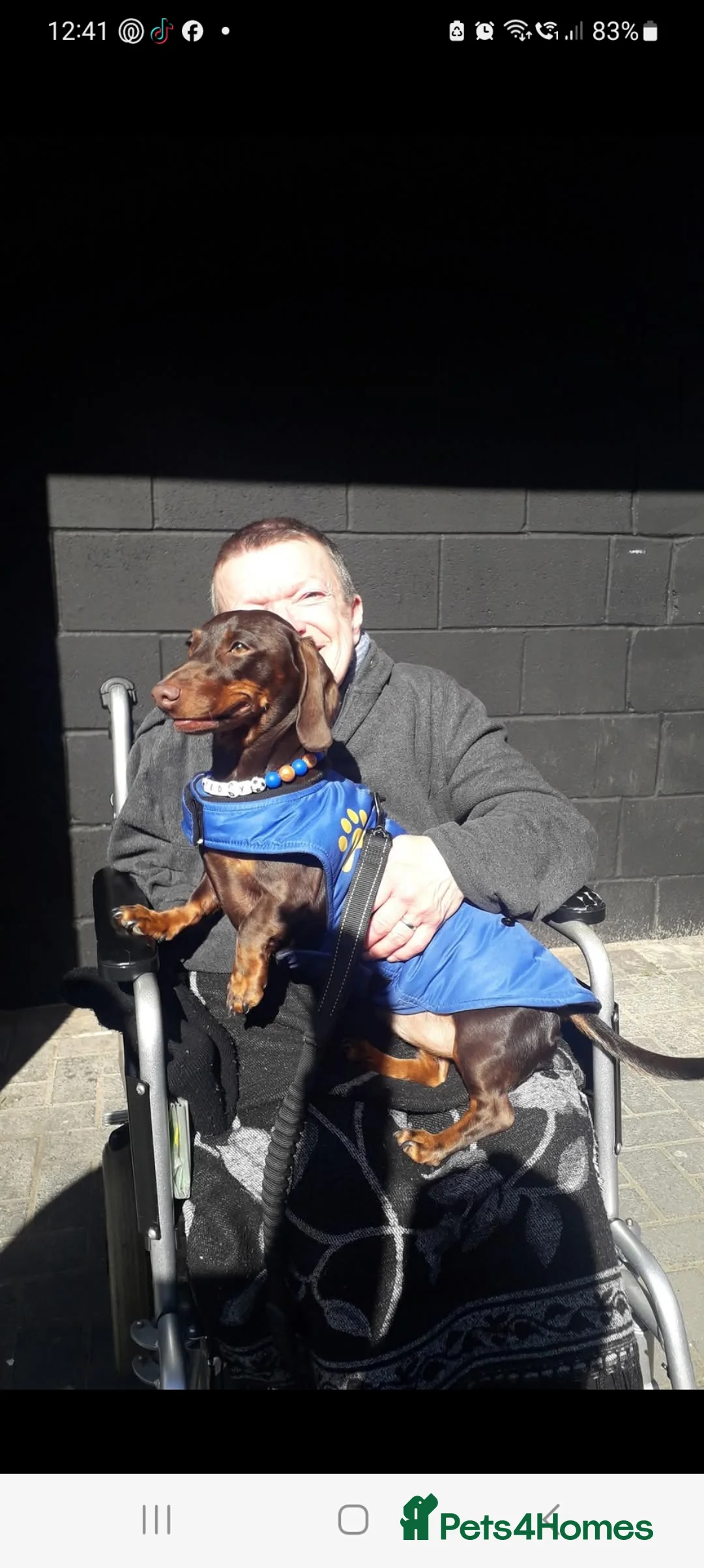 Dachshund dogs for sale: Teddy Daschund - Advert 2