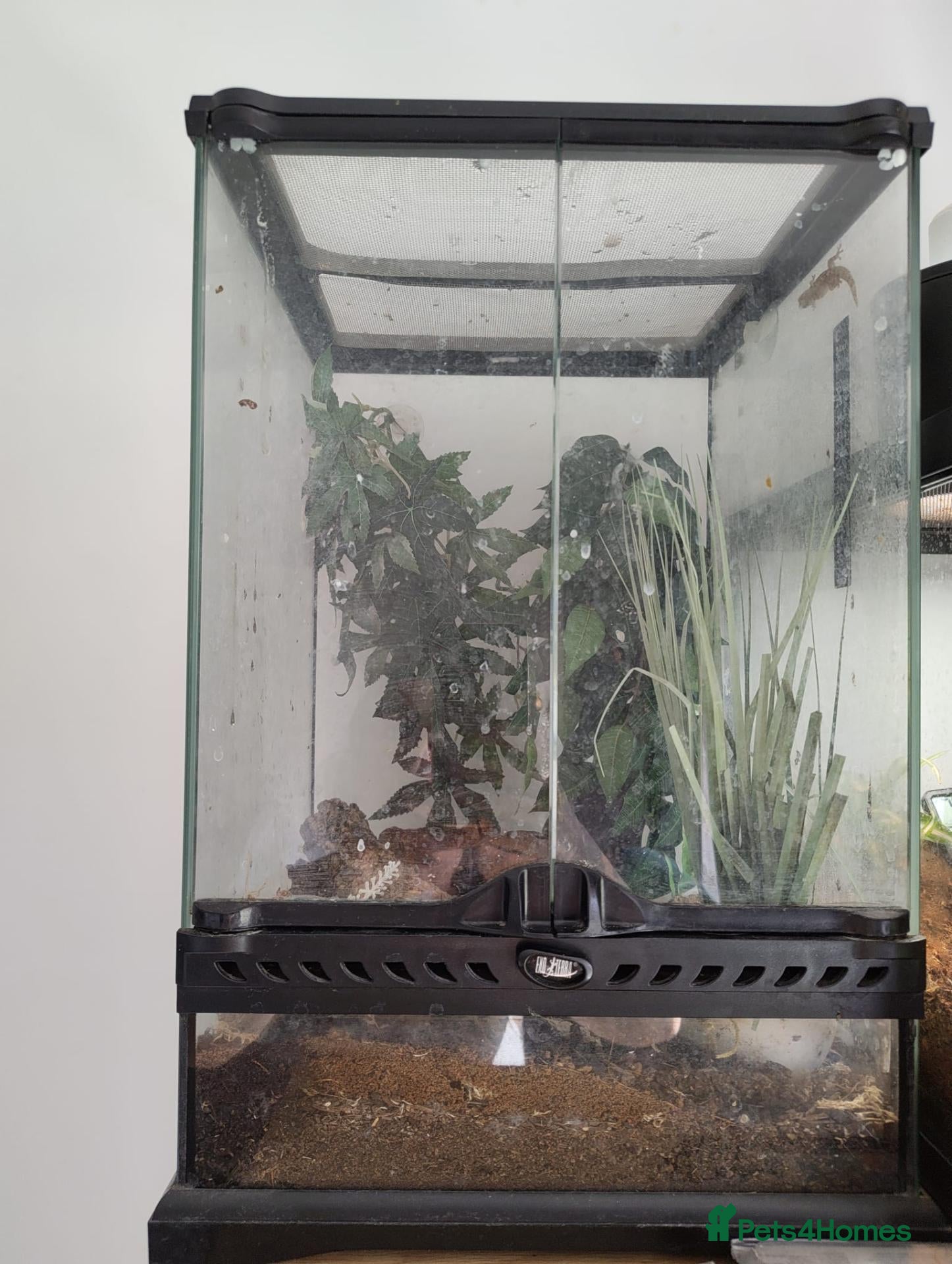 Gecko reptiles Male crested gecko dark green and and white  - Advert 9