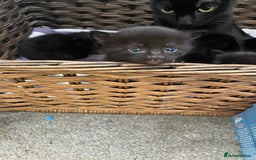 Mixed Breed cats for sale: Kittens for sale ready to leave  - Image 6