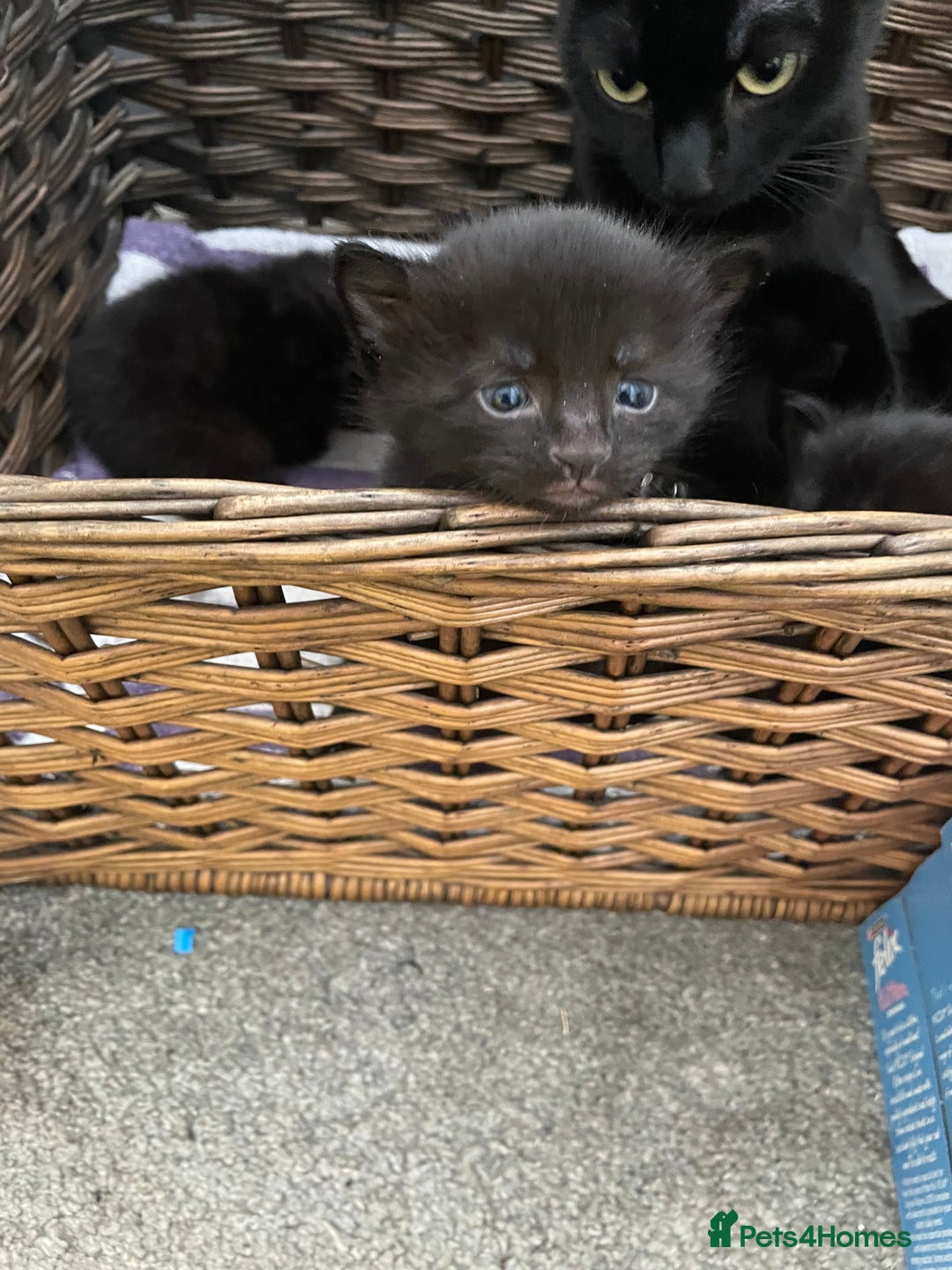 Mixed Breed cats for sale: Kittens for sale ready to leave  - Image 6
