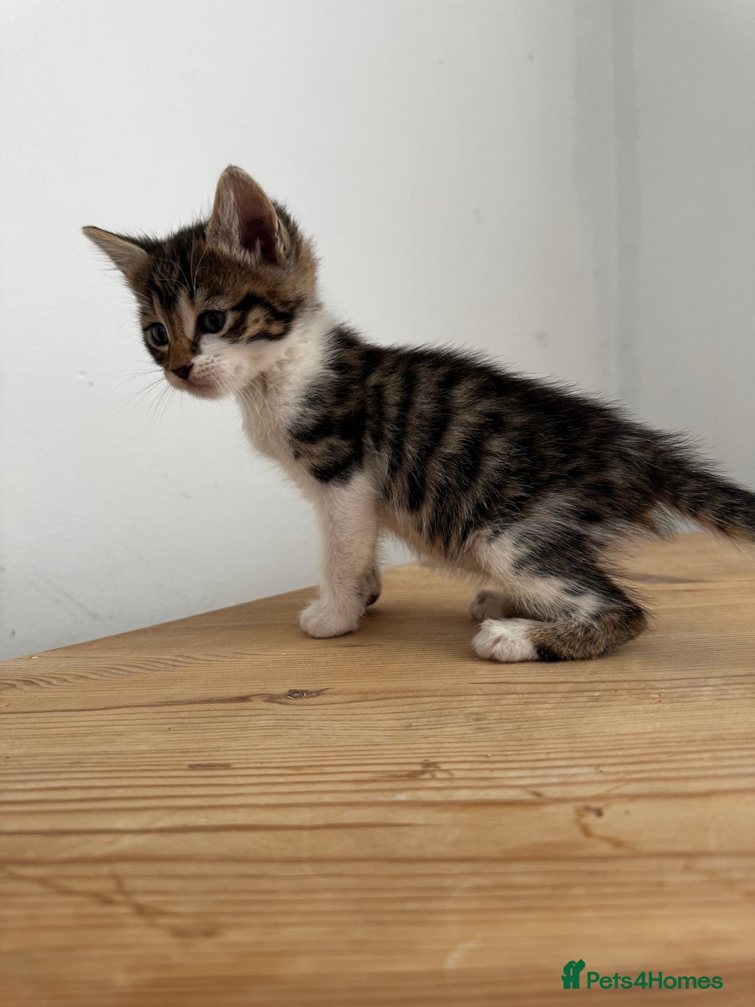 Bengal cats for sale: Mixed Bengal x Tabby - Image 9