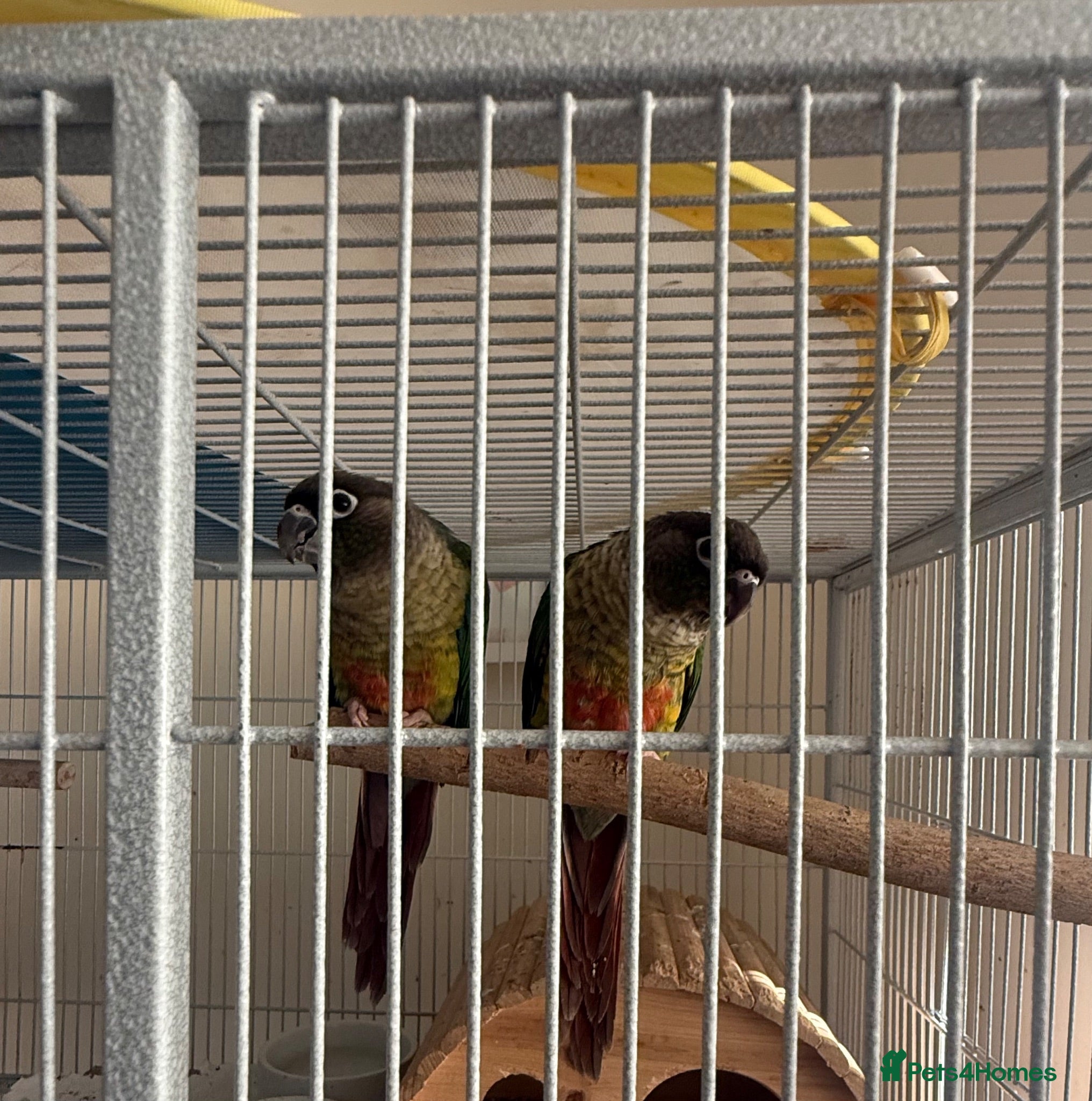 Conures birds Silly hand tame Green cheek conure 12 weeks old   - Advert 13