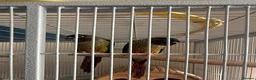 Conures birds for sale: Silly hand tame Green cheek conure 12 weeks old   - Advert 1