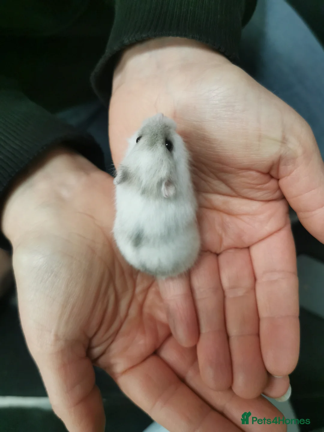 Hamster rodents for sale: Winter white dwarf hamsters.  - Advert 3